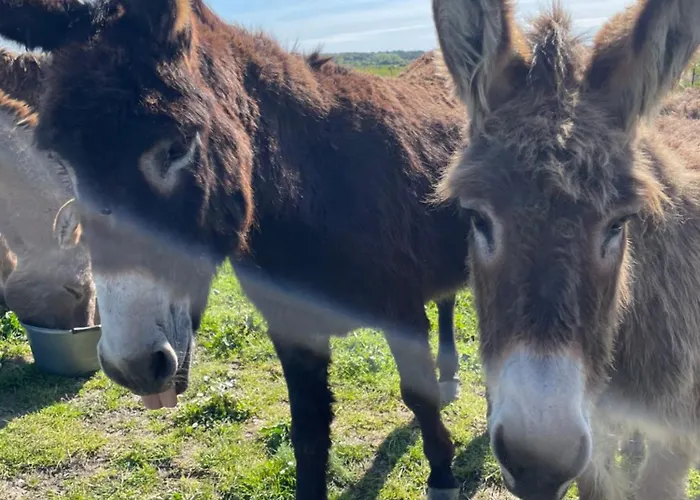 La Ptite Pause Pensionat